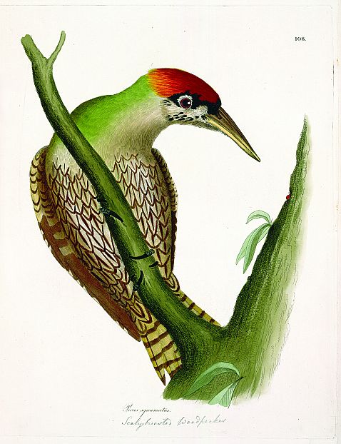   - Illustrations of ornithology