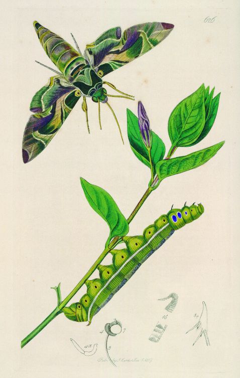 Curtis, J. - British entomology