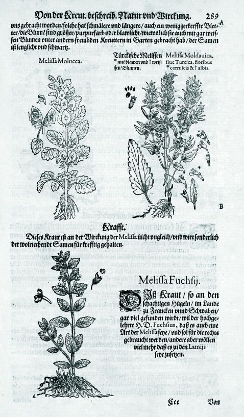   - Kräuterbuch 1590