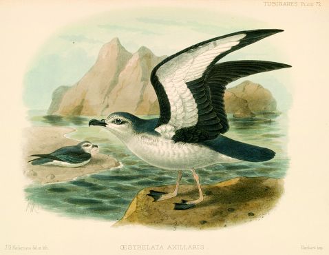   - Monograph of the petrels