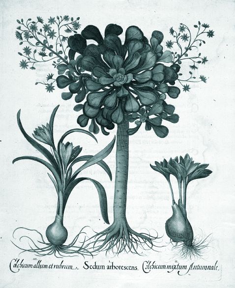  Blumen und Pflanzen - Sedum Arborescens/Kanarische Hauswurz.