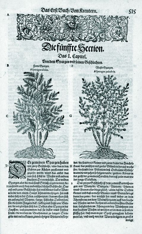 Tabernaemontanus, J. Th./Neuw Kreuterbuch - Neuw Kreuterbuch Tl. I (1588)