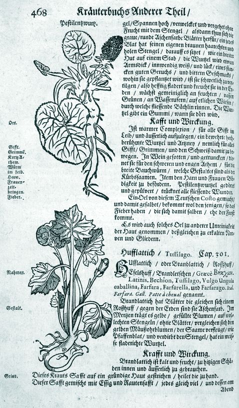   - Kreuterbuch. 1678