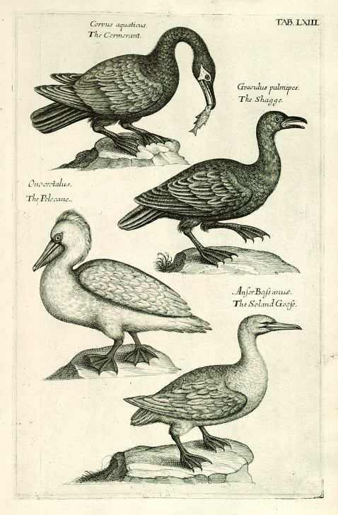   - Ornithologiae libri tres