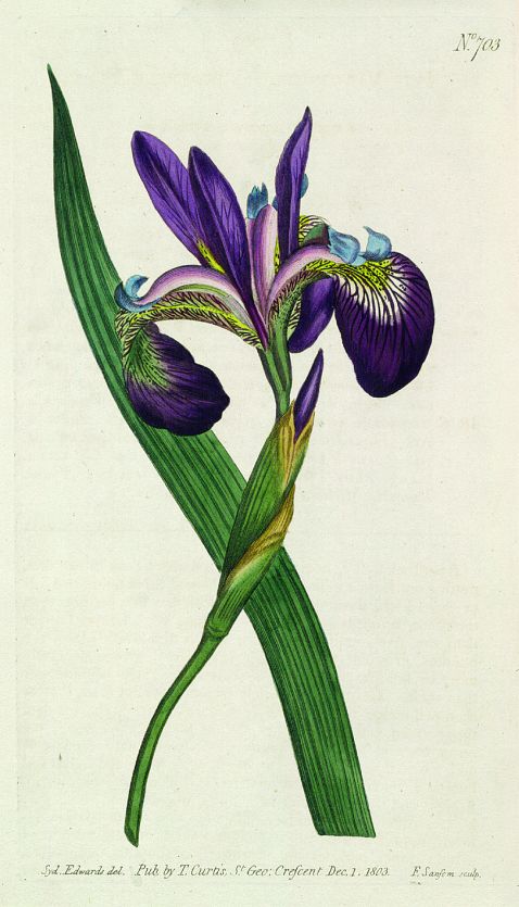   - Botanical Magazine. 3 Bde. (19, 20, 21) in 1 Bd. (weitergeführt von J. Sims)