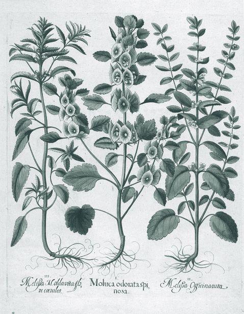  Blumen und Pflanzen - Moluca odorata spinosa/Dornige Muschelblume.