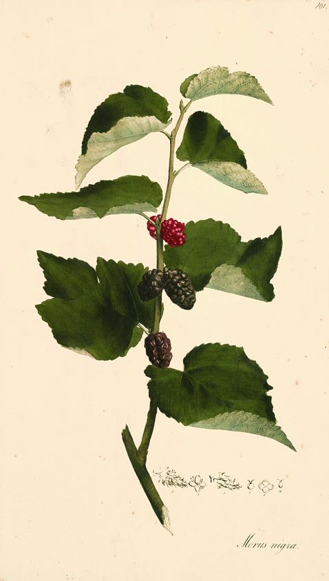 Theodor Friedrich Ludwig Nees von Esenbeck - Plantae (officinales) medicinales. 1821-28.