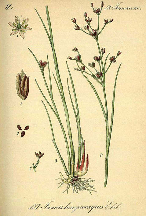 Schlechtendal, D. F. L. - Flora von Deutschland, 11 Bde.