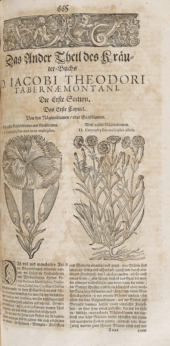 Jacobus Theodorus Tabernaemontanus - Neu volkommen Kräuter-Buch. 1687