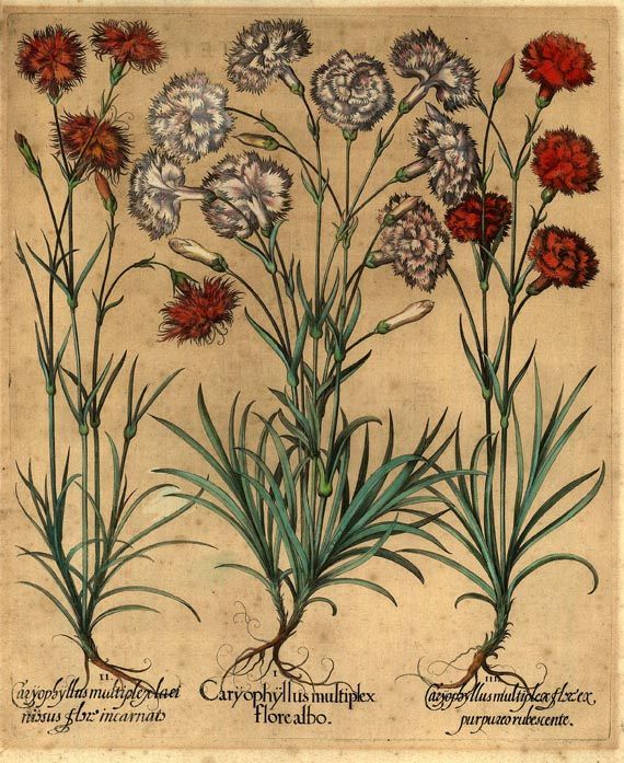  Blumen und Pflanzen - Caryophyllus multiplex/Garten-Nelke.