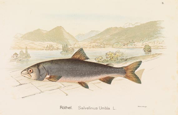   - Schweizerisches Fischkochbuch 1894 - 