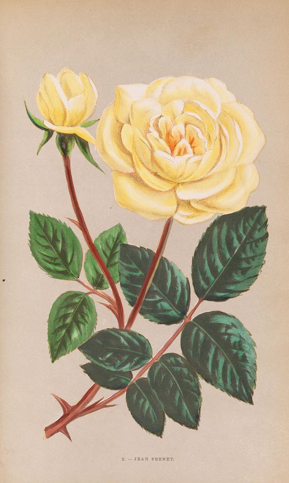 Hippolyte Jamain - Les Roses, 1873 (Nr. 44)