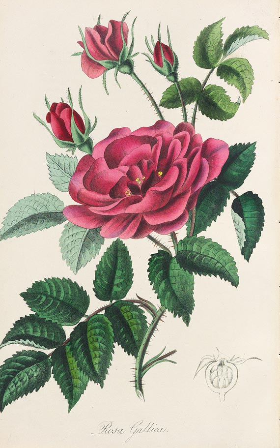 John Lloyd Stephens - Medical Botany, 1853, 4 Bde. - 