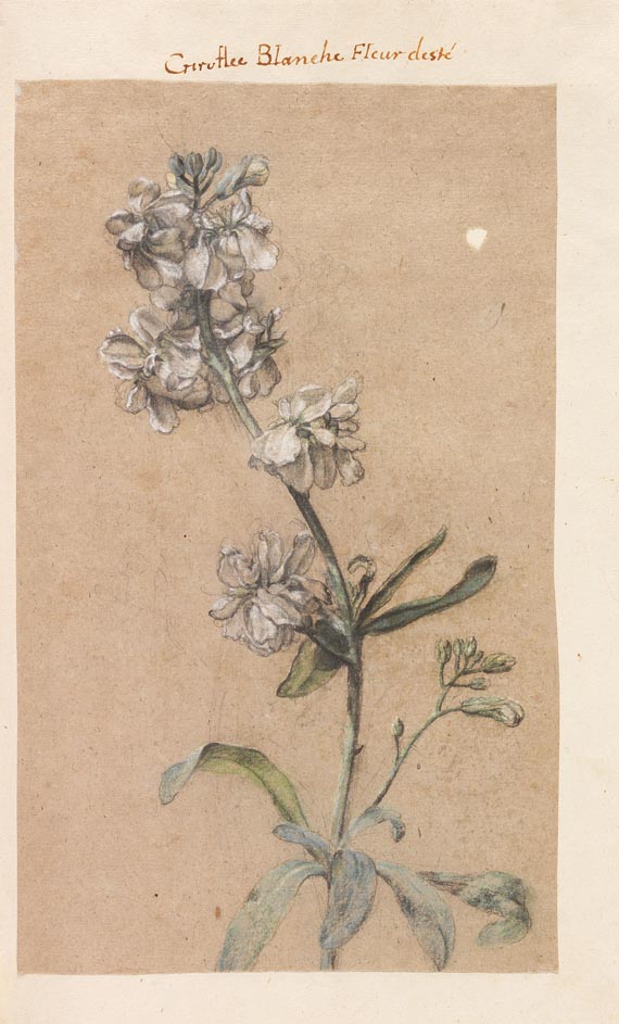 Florilegium - Fleurs du Printemps et de L