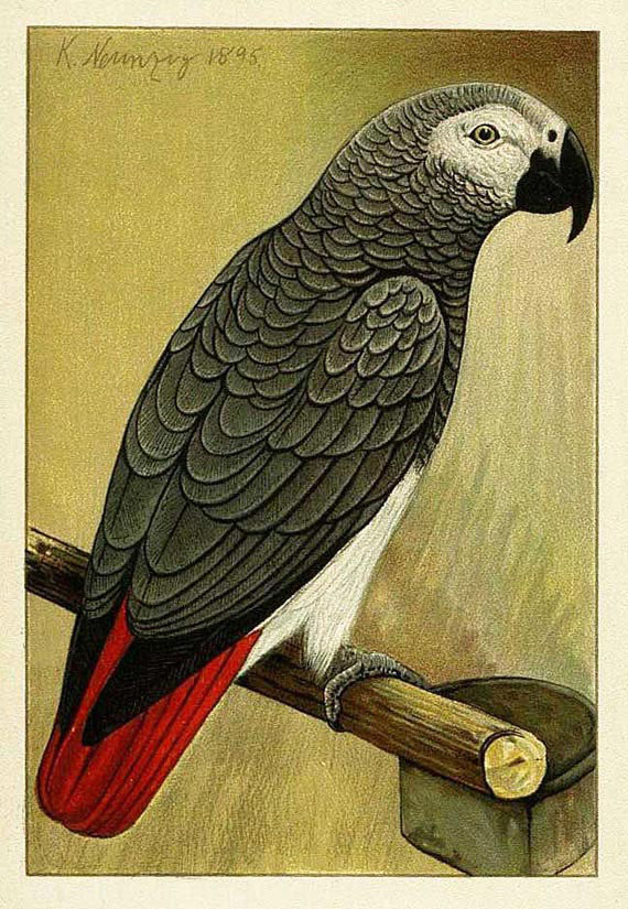Prideaux John Selby - Naturgeschichte Papageien + Beig. 1842