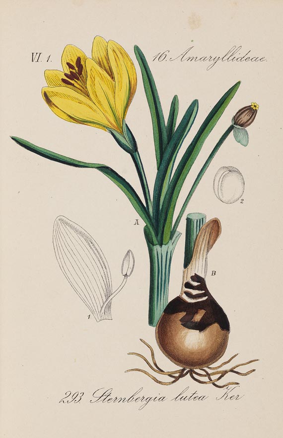 Diedrich Franz Leonhard von Schlechtendal - Flora von Deuschland. 1880-1808. 30 Bde. und Register - 