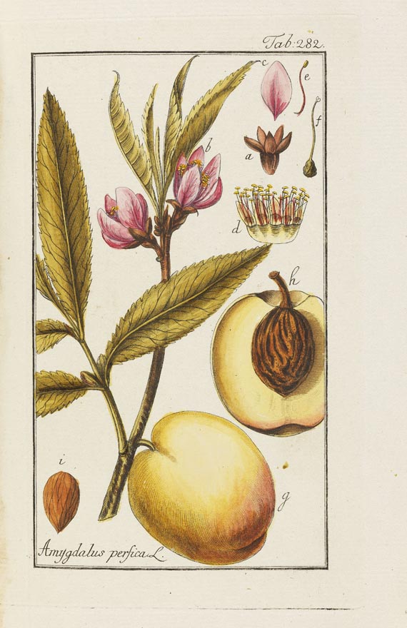 Johannes Zorn - Icones plantarum medicinalium. 1784-1790