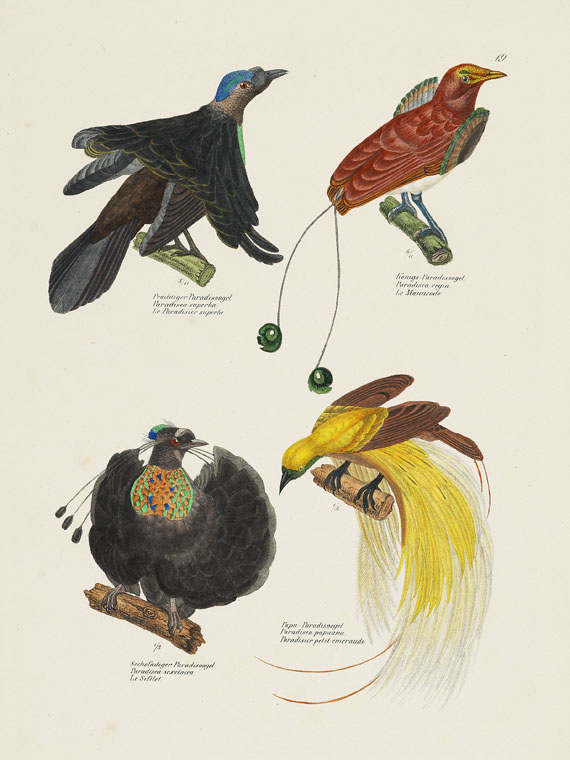 Heinrich Rudolf Schinz - Naturgeschichte der Vögel. 1851ff.