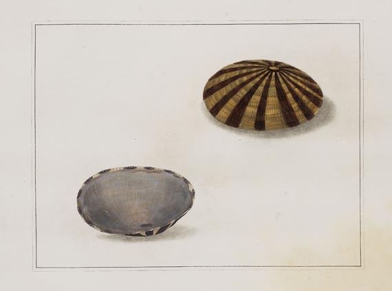 Thomas Martyn - Original watercolours for shells. Um 1784. - 