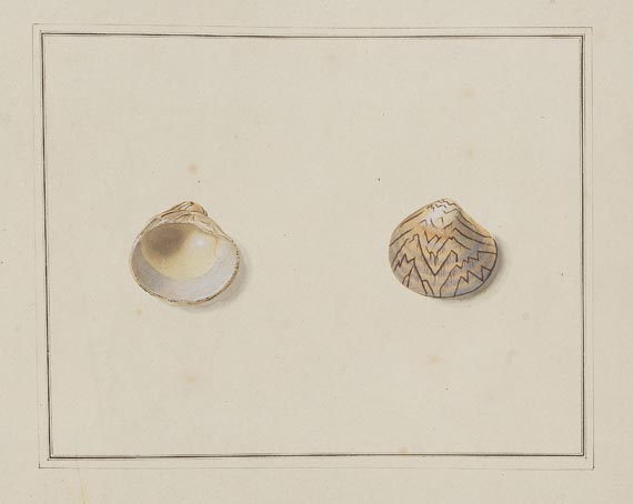 Thomas Martyn - Original watercolours for shells. Um 1784. - 