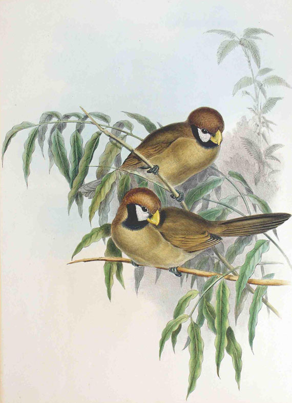  Vögel - 5 Bll. Vögel. Um 1838.