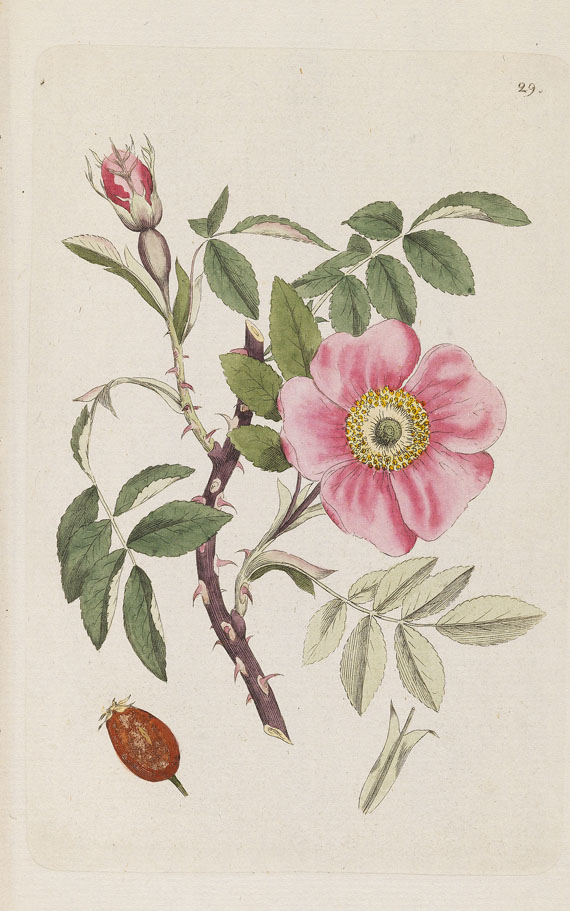 Johann Wilhelm Palmstruch - Svensk Botanik. 10 Bde. + 1 Heft 1802 - 