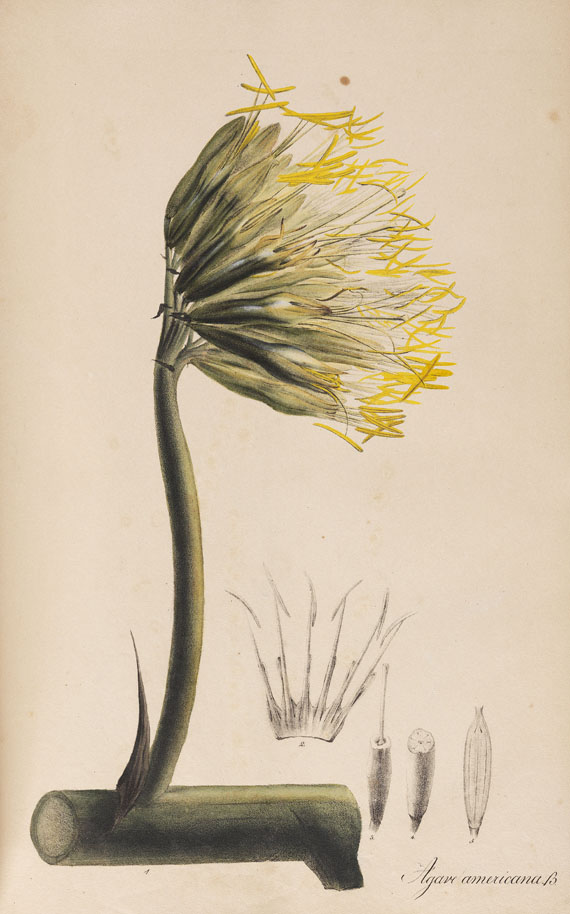 Theodor Friedrich Ludwig Nees von Esenbeck - Plantae officinales medicinales. 1828. - 