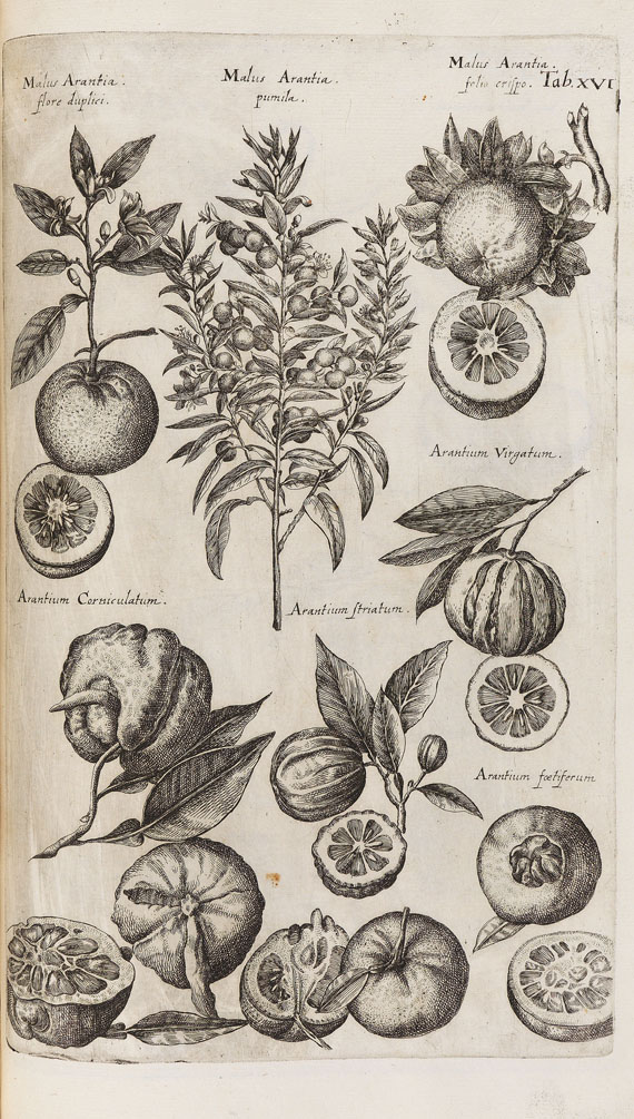 Johannes Johnston - Dendrographias. 1662.