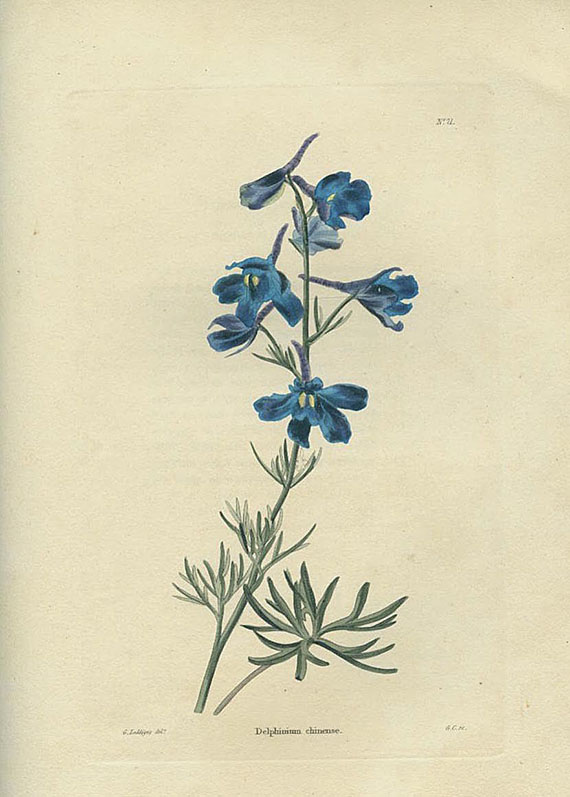 C. Loddiges - The Botanical Cabinet. 1817-22. 6 Bde.