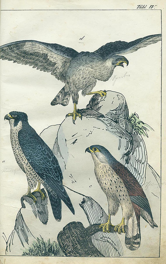 Naturgeschichte - Konvolut Naturgeschichte, 5 Werke in 6 Bdn. Um 1850-90.
