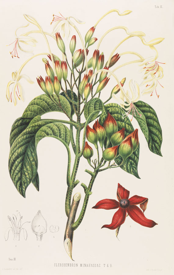 Friedr. A. Wilh. Miquel - Annales musei botanici. 4 Bde. 1863f.. - 