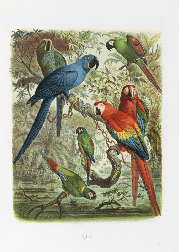 Anton Reichenow - Vogelbilder aus fernen Zonen, Papageien.  1878-83.