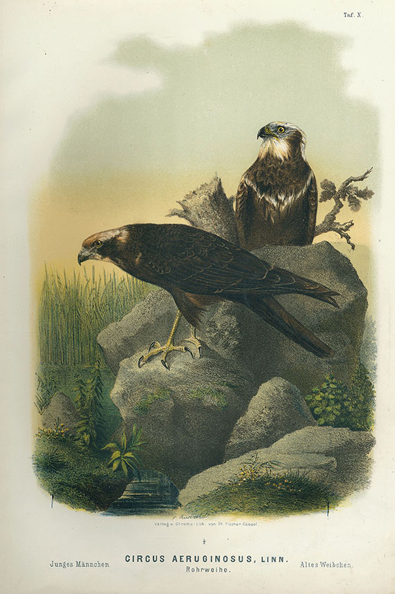 Otto von Riesenthal - Die Raubvögel Deutschlands. Atlas. und Ders. 10 Hefte. 1876-78