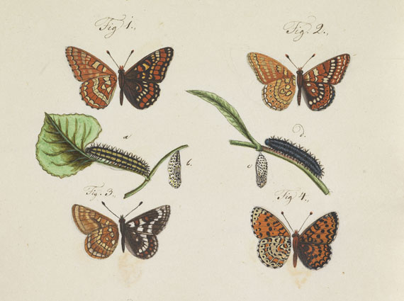   - Slg. ca. 80 Bll. Schmetterlings-Aquarelle. Um 1740-1790. - 