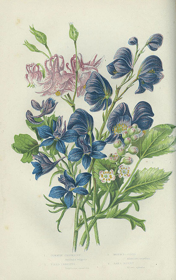 Anne Pratt - Flowering Plants, Grasses and Ferns of Gt. Britain. 6 Bde. 1850-70