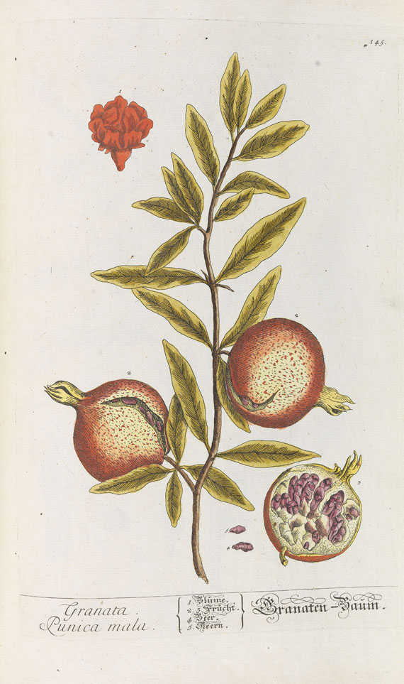 Elisabeth Blackwell - Herbarium Blackwellianum. 1748-75. 6 Bde. - 