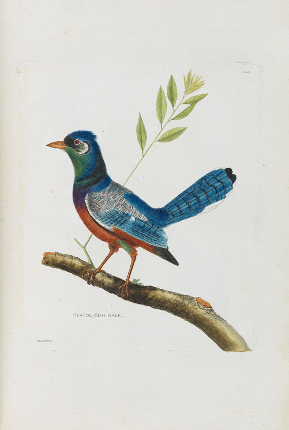 Francois Nicolas Martinet - Oiseaux. Um 1780-90. - 