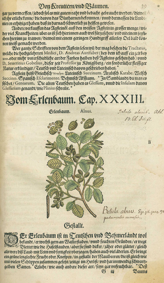 Pietro Andrea Mattioli - Kreutterbuch, Fragment. 1590