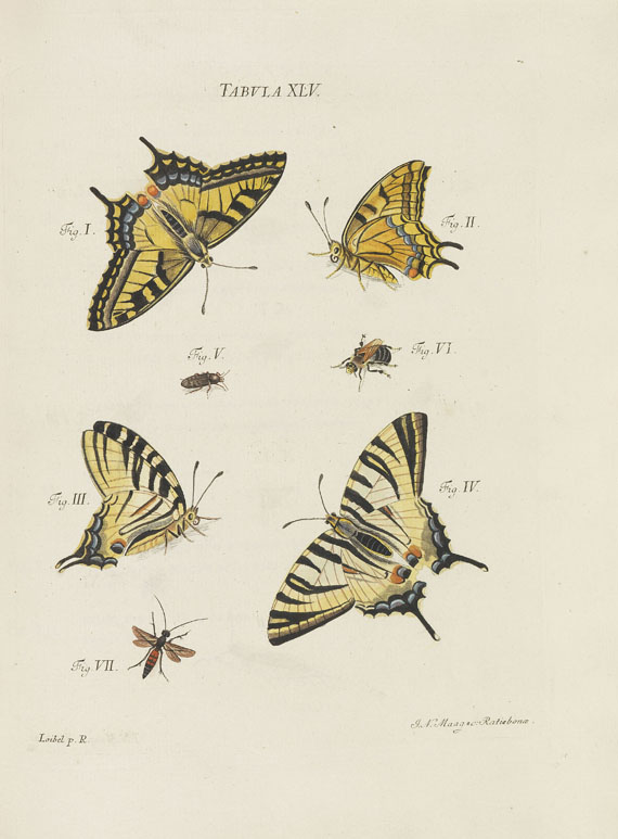 Jacob Christian Schäffer - Icones Insectorum / Elementa entomologica. Zus. 2 Werke in 3 Bdn. 1766-79