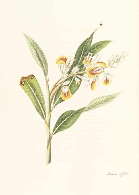 William Roscoe - Monandrian Plants, 1828