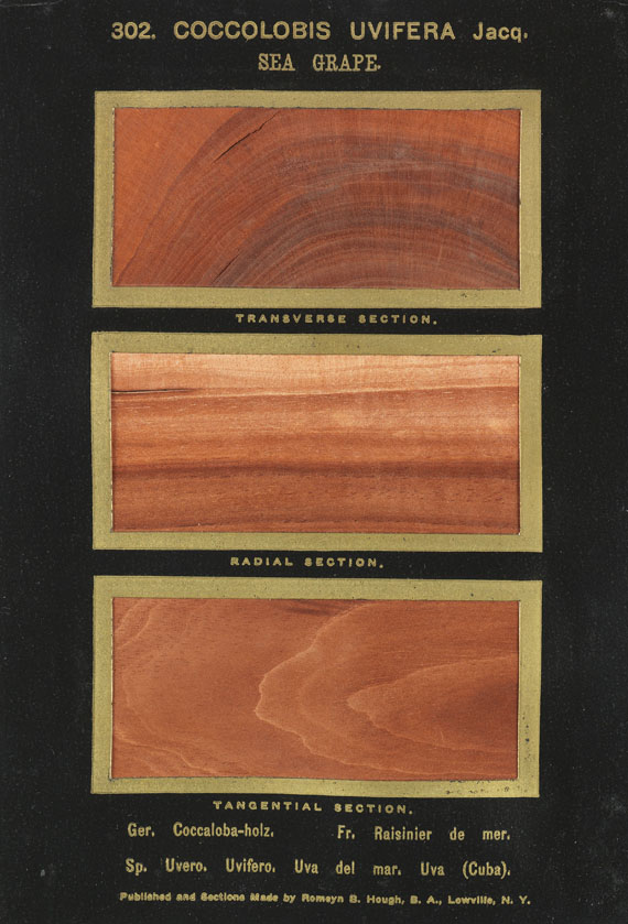 Romeyn Beck Hough - The American Woods. 3 Textbde. und 14 Kassetten mit Tafeln. Zus. 17 Bde. - 