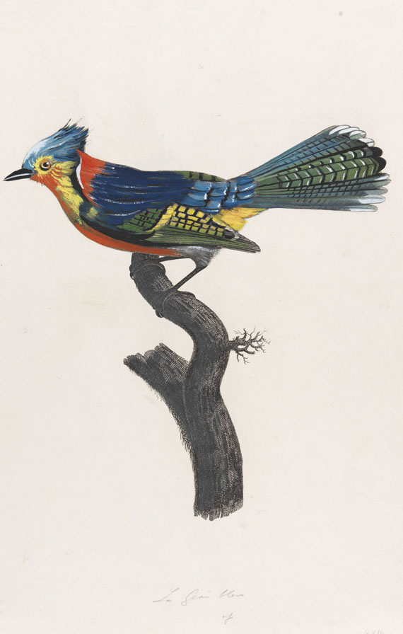  Vögel - Ca. 90 Bll. Papageien, Paradiesvögel, Kolibris.