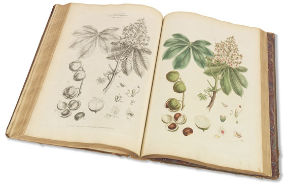 John Miller - Illustratio systematis sexualis Linnaei, 2 Bde. 1770-1780. - 