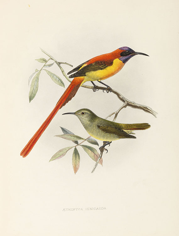 George Ernest Shelley - A monograph of the Nectariniidae, or sun birds. 1876.