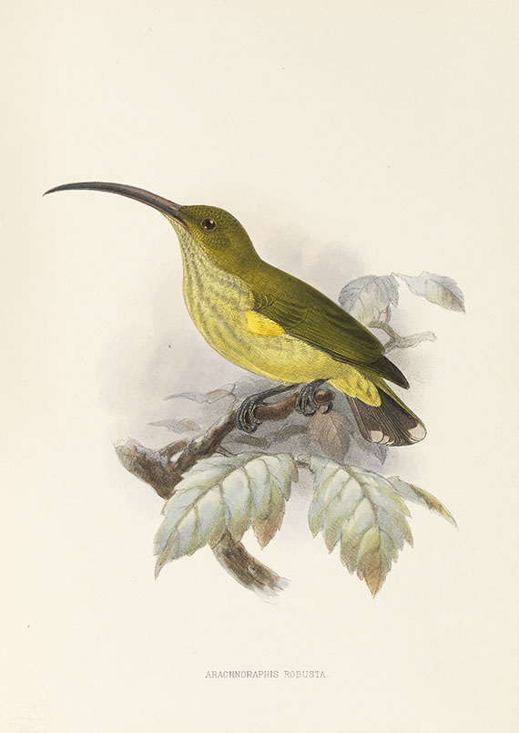 George Ernest Shelley - A monograph of the Nectariniidae, or sun birds. 1876.