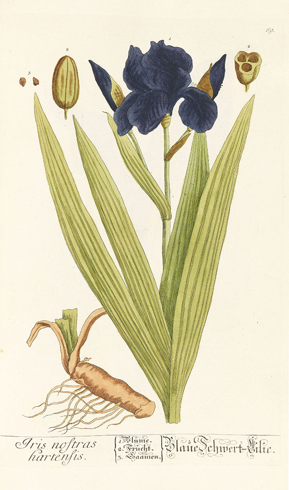 Elisabeth Blackwell - Herbarium, 6 Centurien (Tafeln) in 2 Bdn. - 