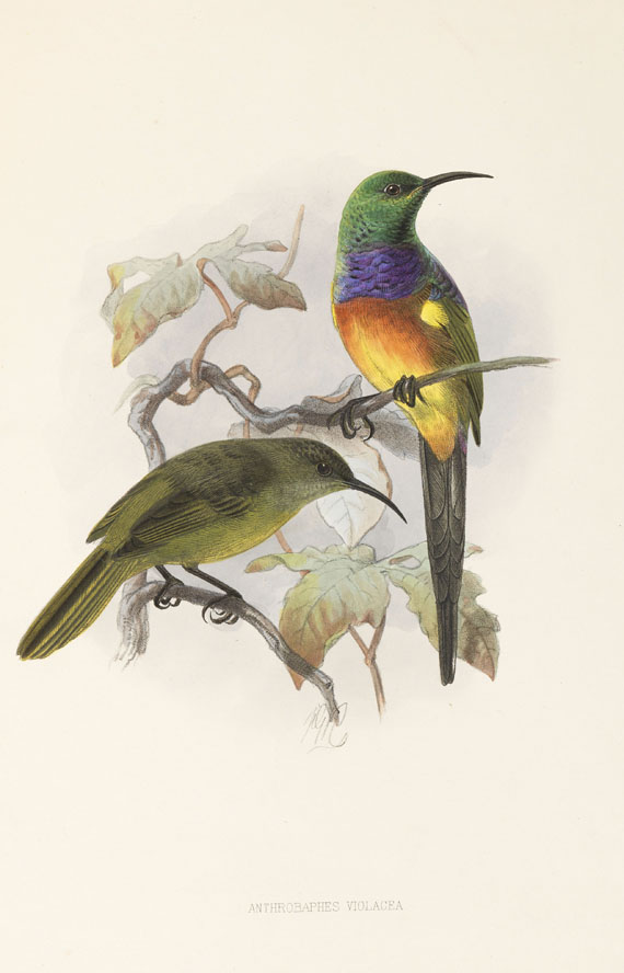 George Ernest Shelley - A monograph of the Nectariniidae, or sun birds