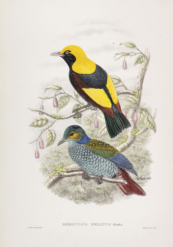 Vögel - 25 Bll. Raub- und Singvögel, Exoten (Audubon, Gould, Selby u. a.)