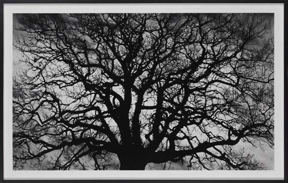 Robert Longo - Untitled (Tree) - Frame image