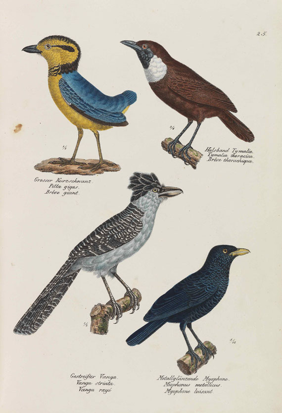 Heinrich Rudolf Schinz - Naturgeschichte und Abbildungen der Vögel-Gattungen